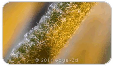 lavender motion parallax 3D with Edge microscope