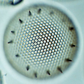 diatom 3D stereo pair