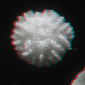 3D anaglyph for red blue 3D glasses Edge-3D microscope