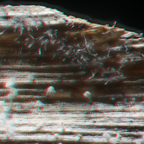3D anaglyph for red blue 3D glasses Edge-3D microscope