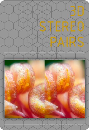 3D stereo pairs microscope photographs