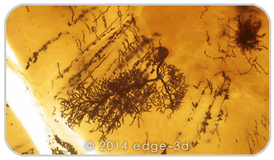 purkinje cells deep focus with Edge 3D microscope