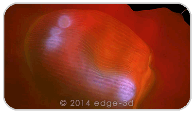 unicellular ciliate edge-3D microscope 3D model mode